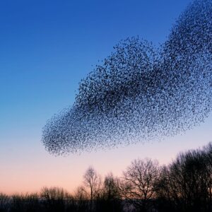 Synchronicity: an Emerging Vision to Guide Us
