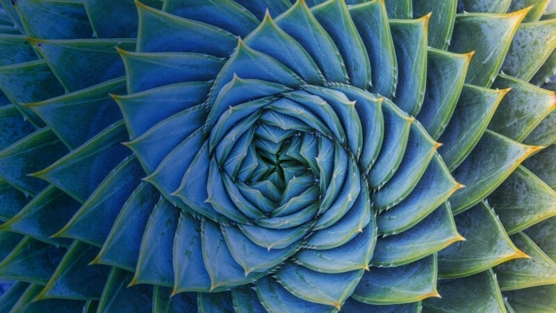 Recovering Wonder: Drawing Upon Ecological & Artistic Intuitions